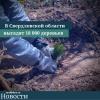 В Свердловской области высадят 18 000 деревьев - УралДобро