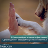 В Екатеринбурге 10 июля на фестивале «Дорога домой» раздадут бездомных животных - УралДобро