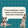В Екатеринбурге сгорел приют для бездомных животных HuskyEkb - УралДобро