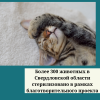 Более 300 животных в Свердловской области стерилизовано в рамках благотворительного проекта - УралДобро