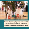 Итоги Недели добрых дел: около 200 килограммов корма и 100 тысяч рублей для приютов для животных  - УралДобро