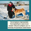 Культурные учреждения Екатеринбурга запустили акцию «Неделя добрых дел» в помощь бездомным животным - УралДобро